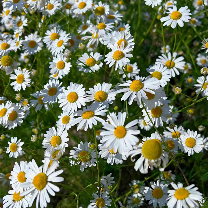Chamomile
