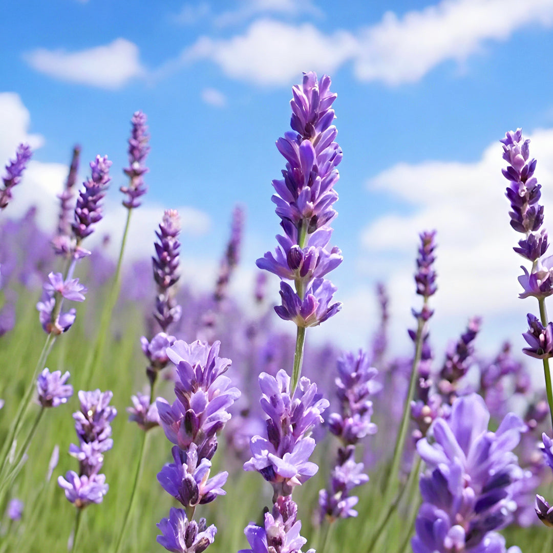Lavender
